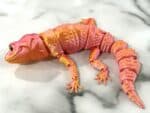 Leopard Gecko - Pink Gold Silk