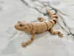 Flexi Leopard Gecko - Bone White / Latte